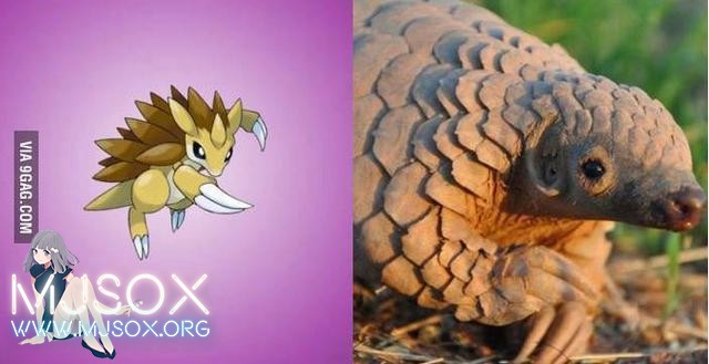 神奇精灵在哪里 《宝可梦》精灵原型公开