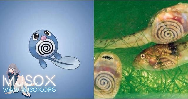 神奇精灵在哪里 《宝可梦》精灵原型公开