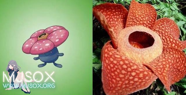 神奇精灵在哪里 《宝可梦》精灵原型公开