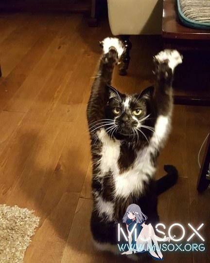 你是三次元帕克吗？日网友晒自家猫“成精”照片