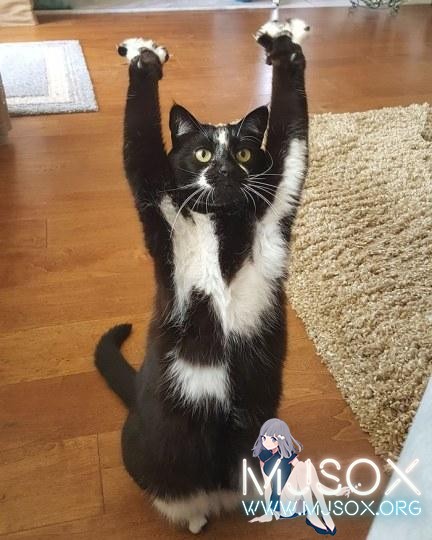 你是三次元帕克吗？日网友晒自家猫“成精”照片