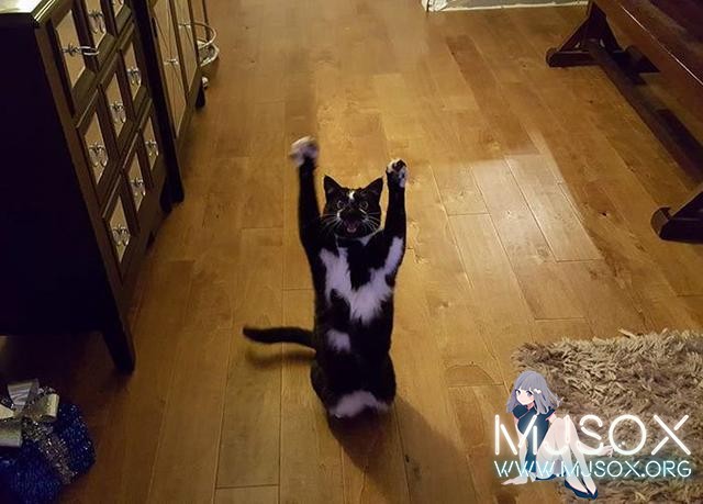 你是三次元帕克吗？日网友晒自家猫“成精”照片