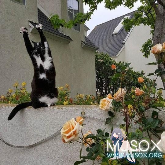 你是三次元帕克吗？日网友晒自家猫“成精”照片